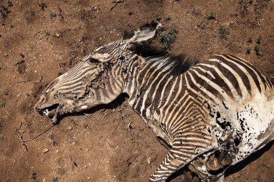 Kekeringan Parah Ancam Populasi Zebra Grevy Paling Langka di Dunia