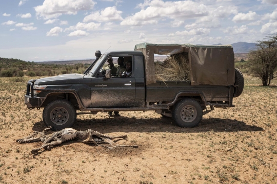 Kekeringan Parah Ancam Populasi Zebra Grevy Paling Langka di Dunia