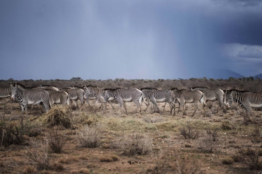 Kekeringan Parah Ancam Populasi Zebra Grevy Paling Langka di Dunia