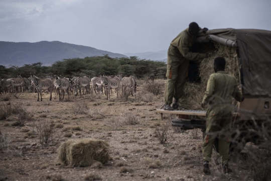 Kekeringan Parah Ancam Populasi Zebra Grevy Paling Langka di Dunia