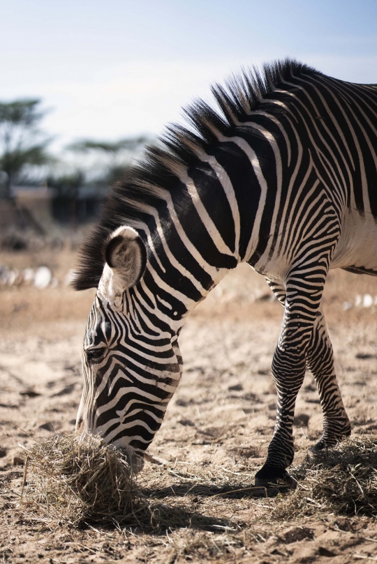 Kekeringan Parah Ancam Populasi Zebra Grevy Paling Langka di Dunia