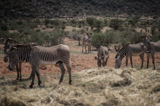 Kekeringan Parah Ancam Populasi Zebra Grevy Paling Langka di Dunia