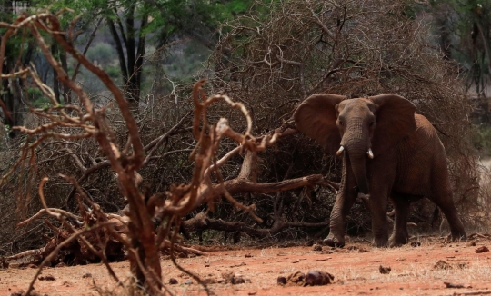 Kekeringan Kian Parah, Kawanan Gajah Afrika di Kenya Kehausan