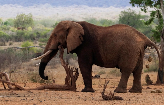 Kekeringan Kian Parah, Kawanan Gajah Afrika di Kenya Kehausan