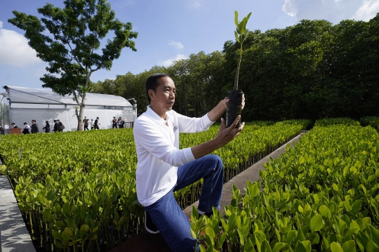 Presiden Jokowi Tinjau Tahura Ngurah Rai, Lokasi Pemimpin G20 Tanam Mangrove