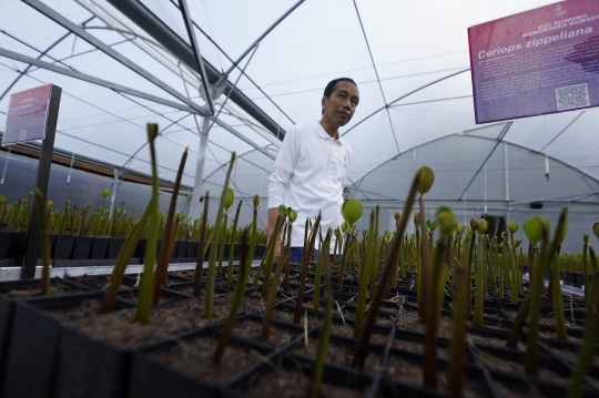 Presiden Jokowi Tinjau Tahura Ngurah Rai, Lokasi Pemimpin G20 Tanam Mangrove