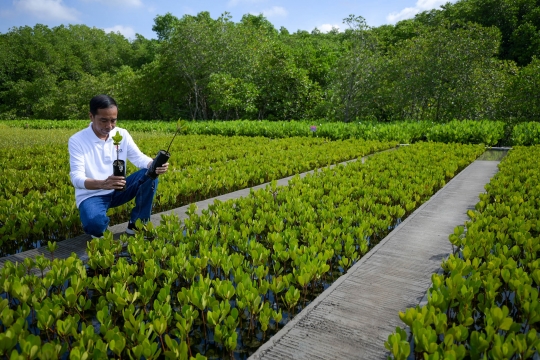 Presiden Jokowi Tinjau Tahura Ngurah Rai, Lokasi Pemimpin G20 Tanam Mangrove