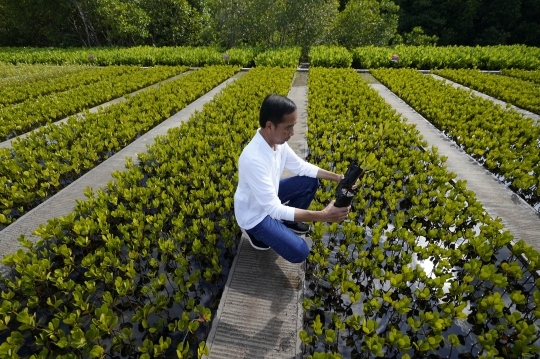 Presiden Jokowi Tinjau Tahura Ngurah Rai, Lokasi Pemimpin G20 Tanam Mangrove