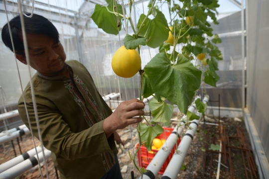 Sistem Hidroponik Hasilkan Panen 160 Buah Melon