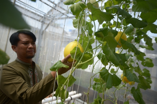 Sistem Hidroponik Hasilkan Panen 160 Buah Melon