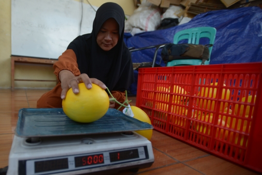 Sistem Hidroponik Hasilkan Panen 160 Buah Melon