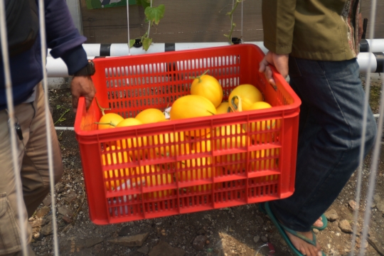 Sistem Hidroponik Hasilkan Panen 160 Buah Melon