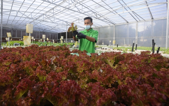 Penampakan Kebun Hidroponik Terbesar di Jakarta, Bertempat di Bekas Lapangan Tenis