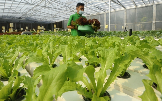 Penampakan Kebun Hidroponik Terbesar di Jakarta, Bertempat di Bekas Lapangan Tenis