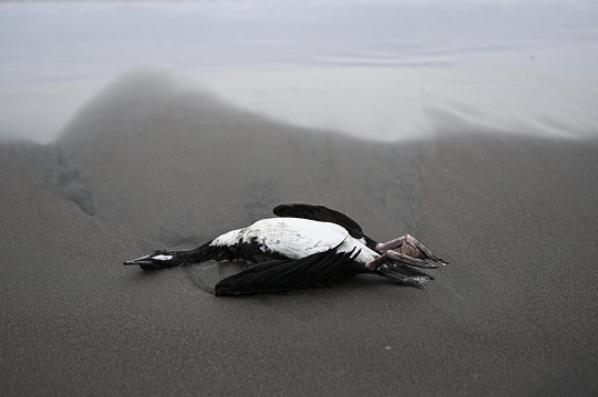 Ribuan Pelikan di Peru Mati Akibat Wabah Flu Burung