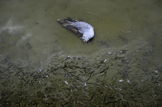 Ribuan Pelikan di Peru Mati Akibat Wabah Flu Burung