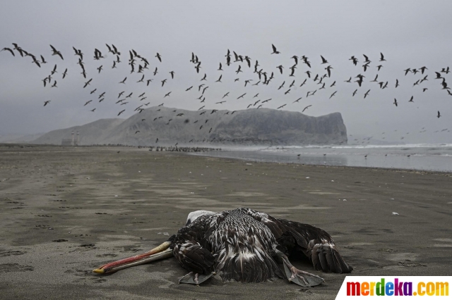 Seekor pelikan yang diduga mati akibat flu burung tergeletak di sebuah pantai di Lima, Peru, pada 1 Desember 2022. Menurut laporan Dinas Kehutanan dan Margasatwa Nasional Peru (SERFOR), virus flu burung H5N1 yang sangat menular telah membunuh ribuan pelikan, boobies berkaki biru, dan burung laut lainnya di Peru.