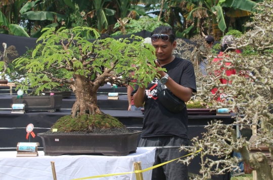 Melihat Keindahan Bonsai Ratusan Juta di Depok