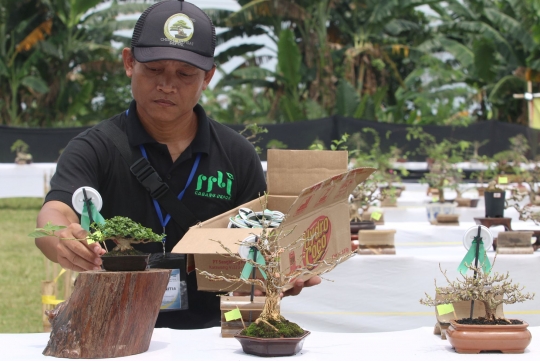 Melihat Keindahan Bonsai Ratusan Juta di Depok