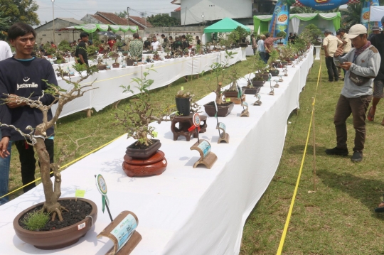 Melihat Keindahan Bonsai Ratusan Juta di Depok