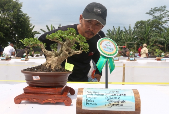 Melihat Keindahan Bonsai Ratusan Juta di Depok