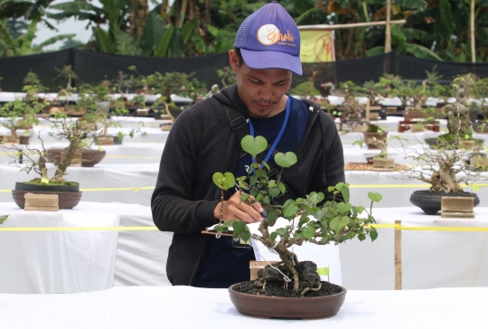 Melihat Keindahan Bonsai Ratusan Juta di Depok