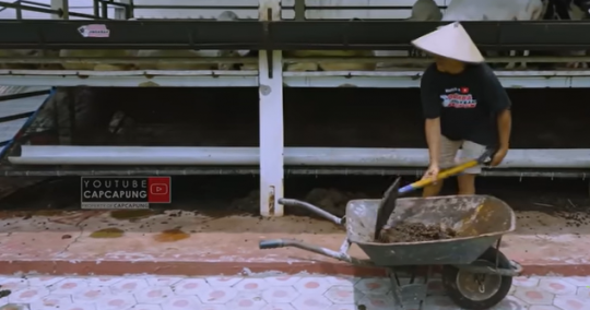 Potret Kandang Kambing Mewah dan Luas, Bikin Melongo di dalamnya ada 450 Ekor