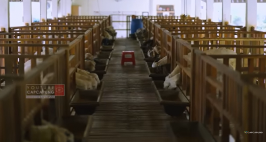 Potret Kandang Kambing Mewah dan Luas, Bikin Melongo di dalamnya ada 450 Ekor