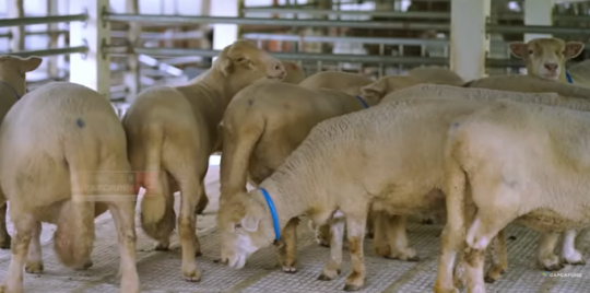 Potret Kandang Kambing Mewah dan Luas, Bikin Melongo di dalamnya ada 450 Ekor