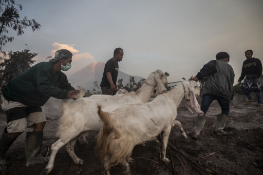 Upaya Warga Selamatkan Barang Berharga Usai Erupsi Dahsyat Semeru