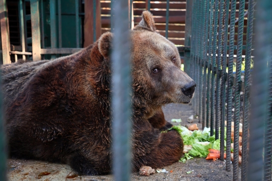 Sedih, Beruang Ini 20 Tahun Jadi Korban Eksploitasi Restoran di Albania