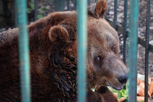 Sedih, Beruang Ini 20 Tahun Jadi Korban Eksploitasi Restoran di Albania