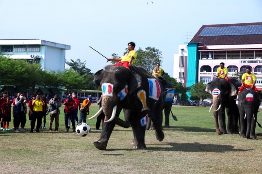 Aksi Gajah Thailand Unjuk Kebolehan di Momen Piala Dunia 2022