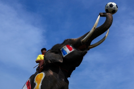 Melihat Keseruan Piala Dunia ala Gajah Thailand