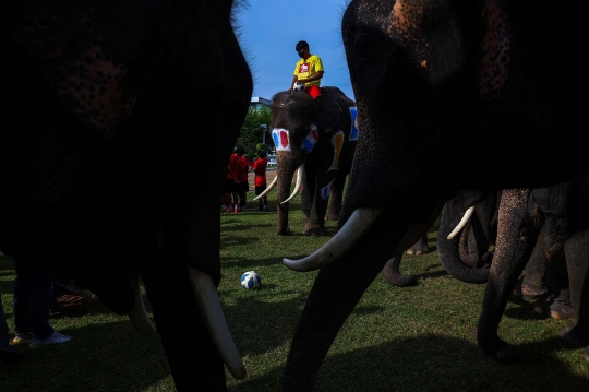 Melihat Keseruan Piala Dunia ala Gajah Thailand