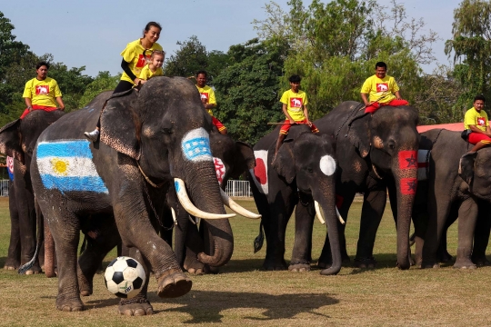 Melihat Keseruan Piala Dunia ala Gajah Thailand