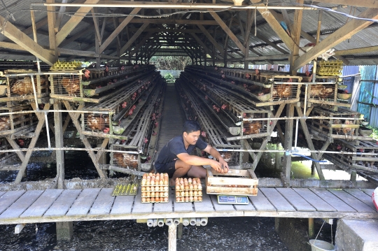 Meroket, Harga Telur Ayam Tembus Rp29 Ribu di Tingkat Peternak