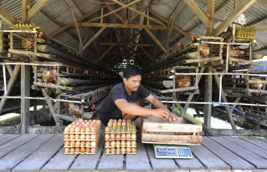 Meroket, Harga Telur Ayam Tembus Rp29 Ribu di Tingkat Peternak