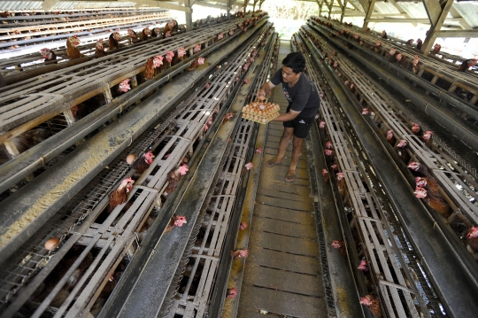Meroket, Harga Telur Ayam Tembus Rp29 Ribu di Tingkat Peternak