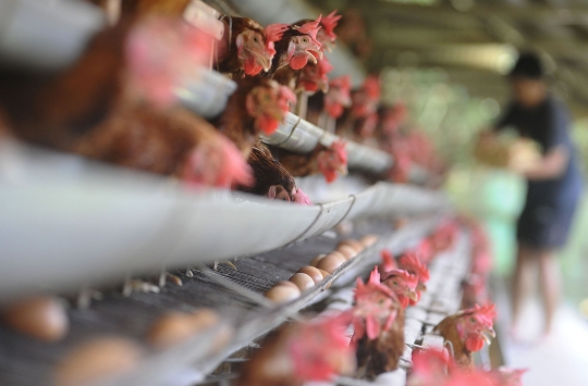 Meroket, Harga Telur Ayam Tembus Rp29 Ribu di Tingkat Peternak