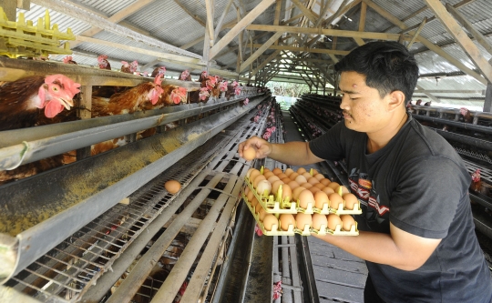 Meroket, Harga Telur Ayam Tembus Rp29 Ribu di Tingkat Peternak