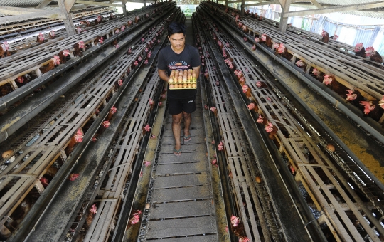 Meroket, Harga Telur Ayam Tembus Rp29 Ribu di Tingkat Peternak
