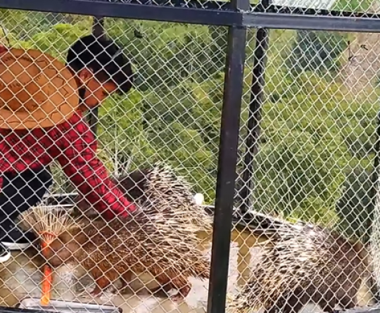 Potret Kawasan Cepogo Cheese Park Boyolali, Wisata Keluarga Bak Liburan ke Swiss