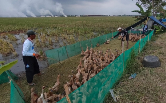 Geliat Beternak Bebek Petelur di Tepi Sawah