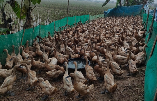 Geliat Beternak Bebek Petelur di Tepi Sawah