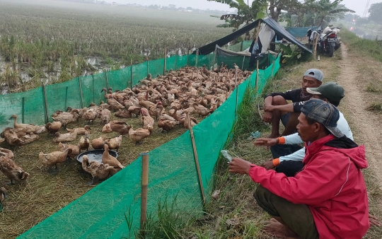 Geliat Beternak Bebek Petelur di Tepi Sawah