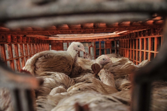 Jelang Nataru, Harga Ayam Potong Merangkak Naik