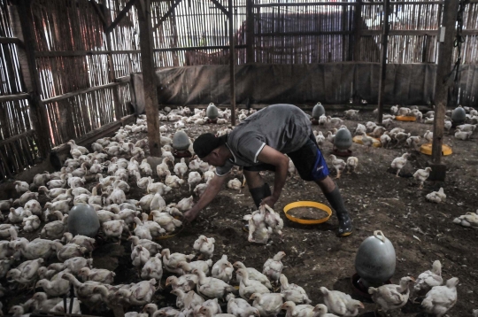 Jelang Nataru, Harga Ayam Potong Merangkak Naik