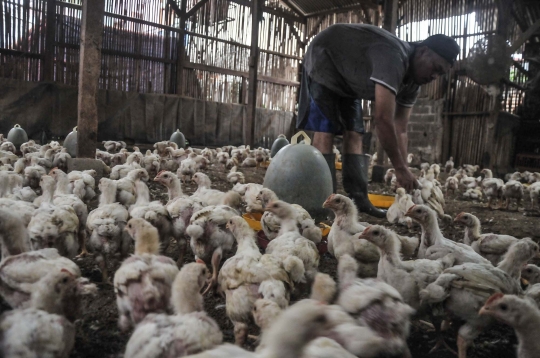 Jelang Nataru, Harga Ayam Potong Merangkak Naik