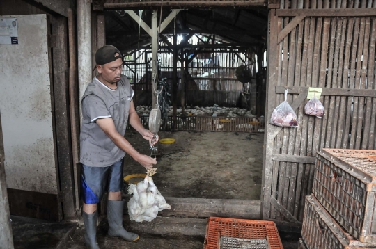 Jelang Nataru, Harga Ayam Potong Merangkak Naik